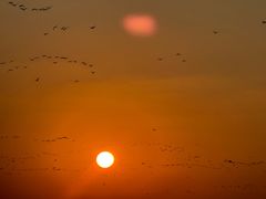 -盐城丹顶鹤湿地生态旅游区