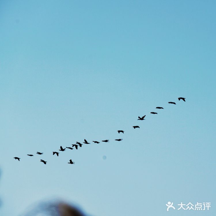 武汉小众景点沉湖湿地公园一日游攻略