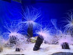 -上海海洋水族馆