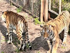 -哈尔滨北方森林动物园