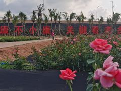 -亚龙湾国际玫瑰谷