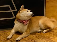 -柴务处·柴犬主题狗咖