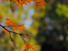 -香山公园