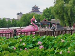 -莲花池公园