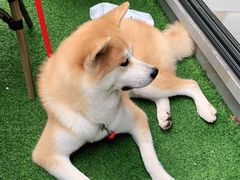 -momokira米努特·德文卷毛猫·棉花面纱犬