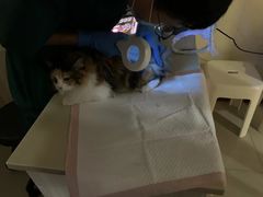 -瑞派康怡24h宠物医院·犬猫医疗中心·微创绝育(瑞景分院)