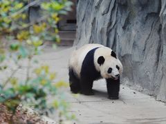 -成都大熊猫繁育研究基地