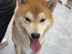 -美联众合爱康动物医院•复杂内科•肿瘤科•牙科•腔镜诊疗中心