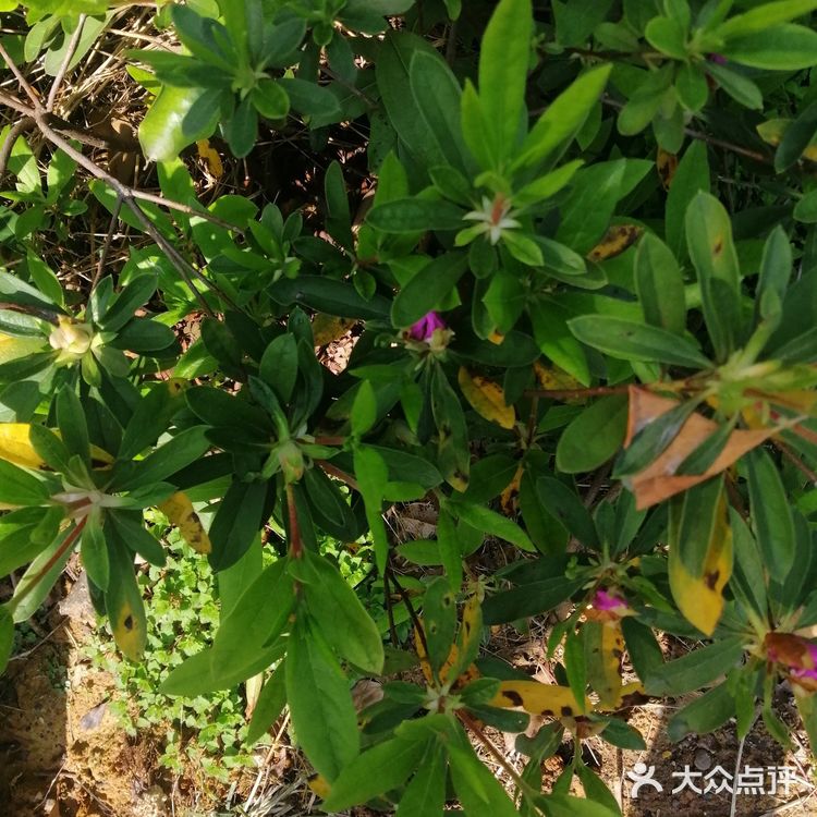 今个儿看到就已经长开了，梅红的花朵可美了