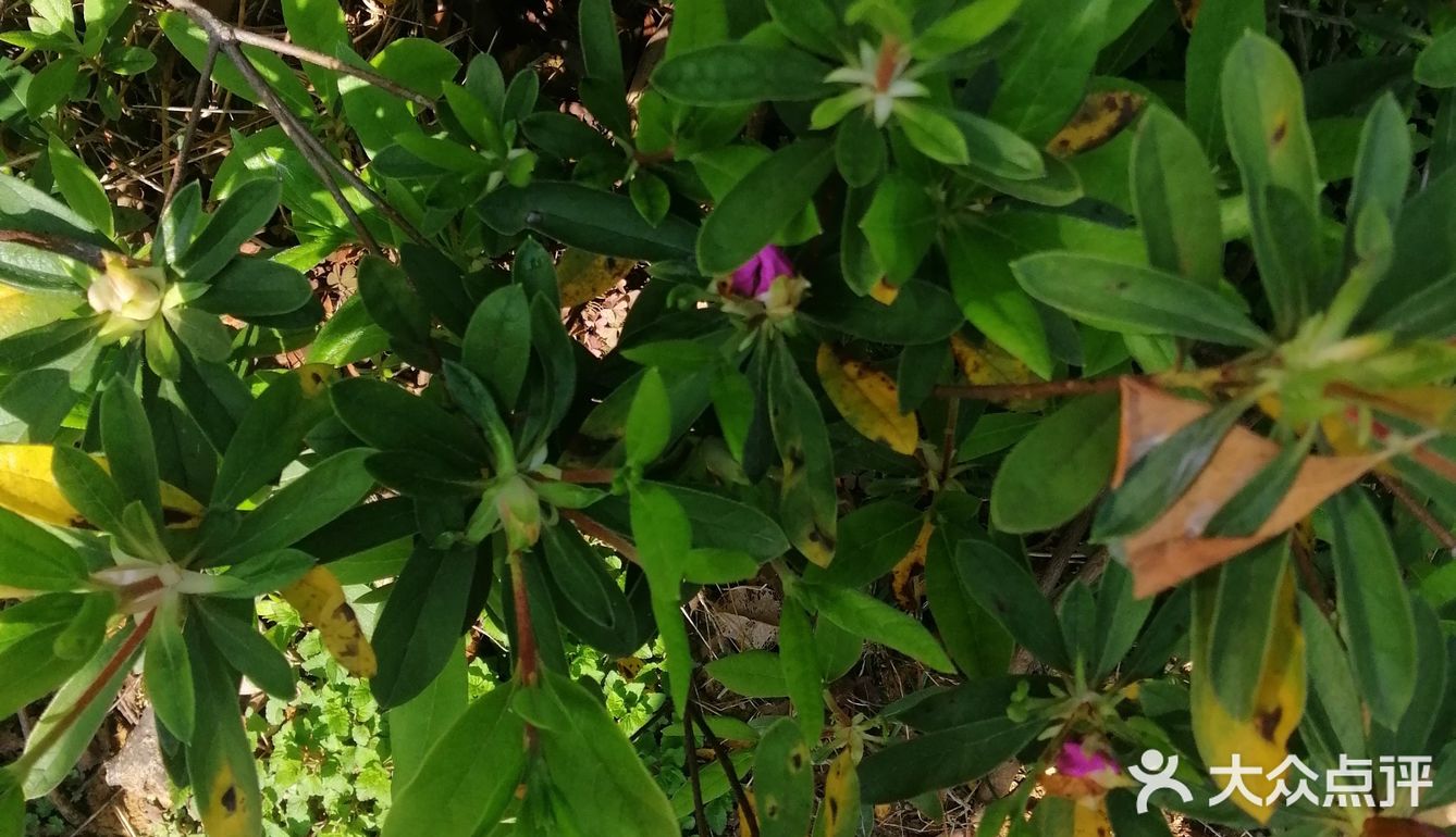 今个儿看到就已经长开了，梅红的花朵可美了