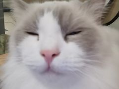 -酷豆宠物咖啡·宠物美食·撸猫馆