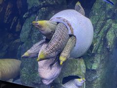 -珠海长隆海洋王国