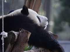 -广州动物园