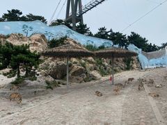 -西霞口神雕山野生动物世界