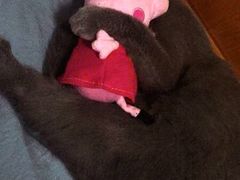 -爱诺耐芙动物医院(万博店)