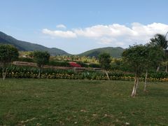 -亚龙湾国际玫瑰谷