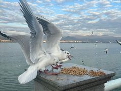 -海埂大坝