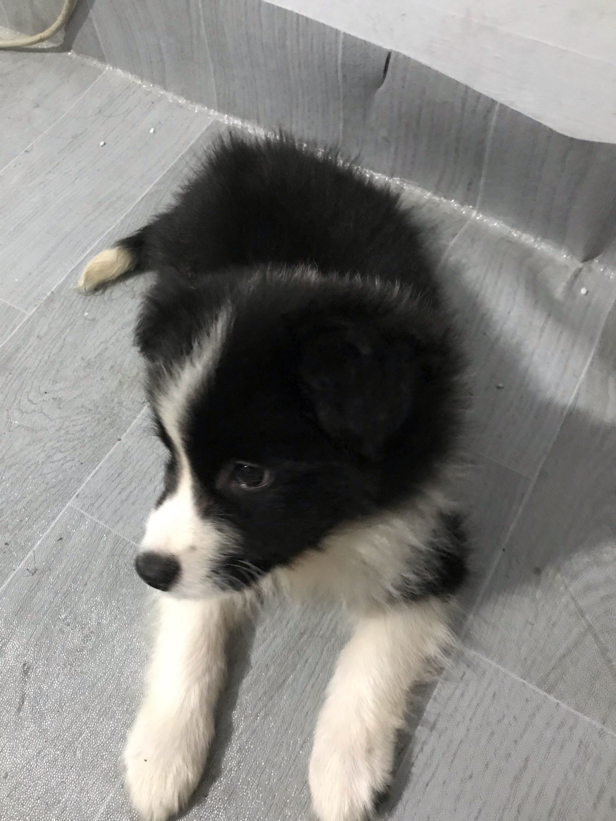 因工作原因无法给他更好的生活出小边牧一只