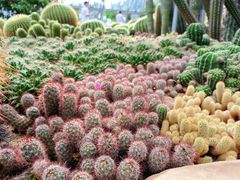 -深圳仙湖植物园