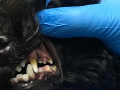 -爱侣宠医·鹦鹉专科·小型哺乳类·异宠专科(灵石路店)