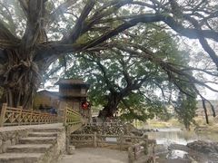 -福建土楼（南靖）云水谣景区-和贵楼