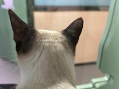 -半岛宠物医院24小时(科华中路店)