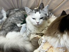 -怪兽屋·羊驼·猫咖·狗咖(俊华广场店)