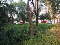 -南翔镇银翔湖公园
