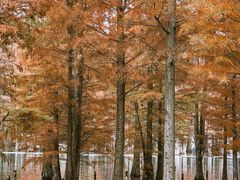 -白鹭湾湿地公园