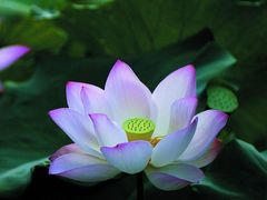 -康陵正德春饼宴26号