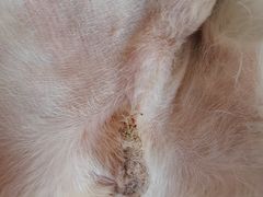-伟伟宠物医院·CT影像中心·瑞派犬猫综合性门诊(汉口总院)