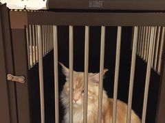 -more than meow吴止猫主题餐厅(承德 中船汇店)