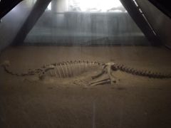 -世界恐龙谷景区