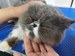 -瑞鹏宠物医院·骨科·猫科·内科(第一中心)