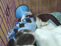 -米苏动物医院·犬猫专科·骨科外科内窥镜