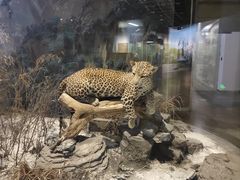 -陕西自然博物馆