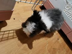 -猫猫幼稚园·撸猫·桌游·电玩