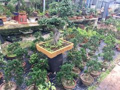 -龙大花卉苗木市场