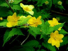 -九龙江国家森林公园