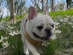 -萌宠之家·腊肠犬·马尔泰·小体犬舍