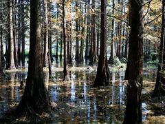 -桤木河湿地公园