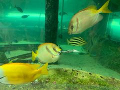 -悉尼海洋生物水族馆