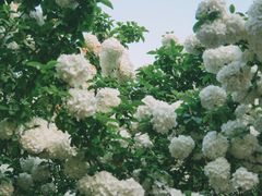 -海宁鹃湖公园