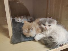 -Sweet cat·星愿猫咖(国贸大厦店)