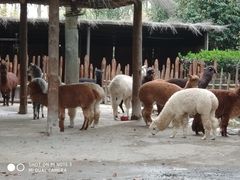羊驼-野生动物园-停车场