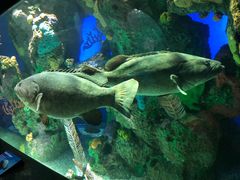 -瑞普利水族馆