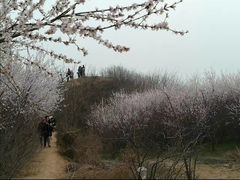 -明秦王墓遗址