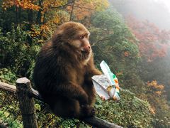 -峨眉山风景名胜区