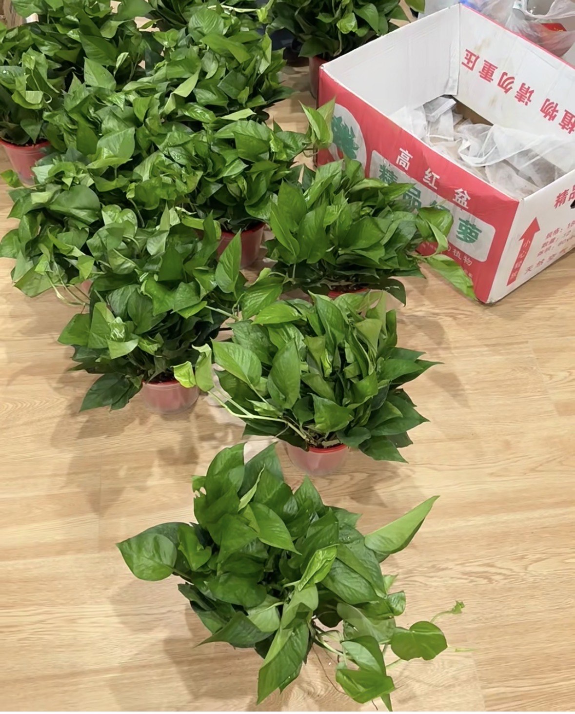 甲醛克星第一名植物(克制甲醛的植物)