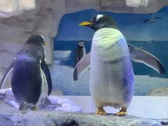 -华夏文旅海洋公园